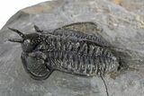 Devil Horned Cyphaspis Walteri Trilobite - Mrakib, Morocco #252524-1